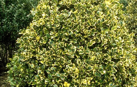 Ilex altaclerensis 'Golden King' - Gelbbunte Stechpalme 'Golden King'