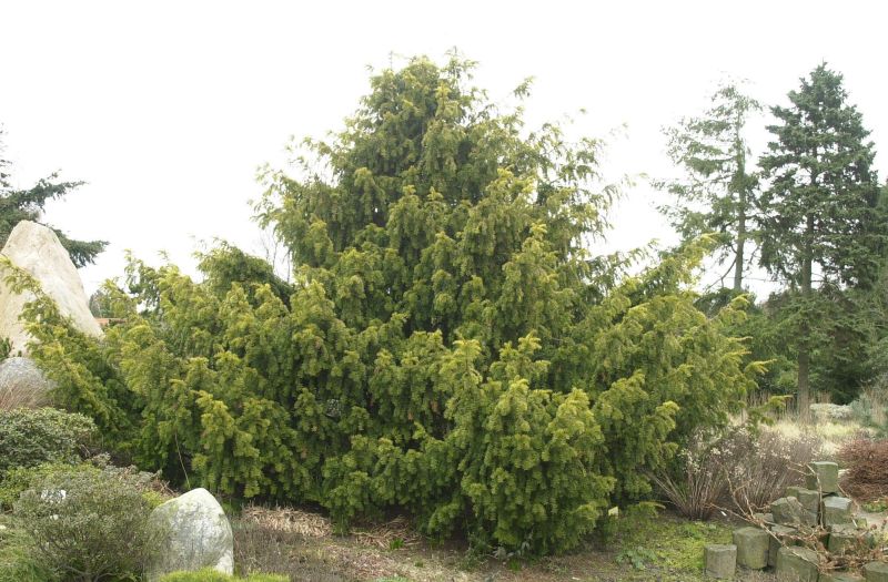 Taxus baccata 'Dovastonii Aurea' - Gelbe Adlerschwingen-Eibe