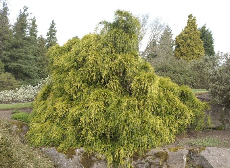 Chamaecyparis pis.'Filifera Aurea' - Gelbe Fadenzypresse 'Filifera Aurea'
