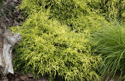 Chamaecyparis pis.'Sungold' - Gelbe Fadenzypresse 'Sungold'
