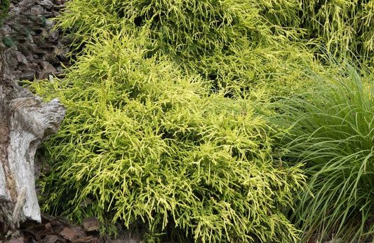 Chamaecyparis pis.'Sungold' - Gelbe Fadenzypresse 'Sungold'