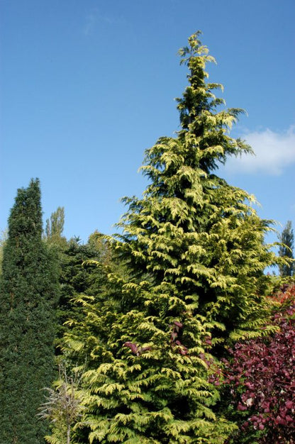 Chamaecyparis lawsoniana 'Golden Wonder' - Gelbe Gartenzypresse 'Golden Wonder'