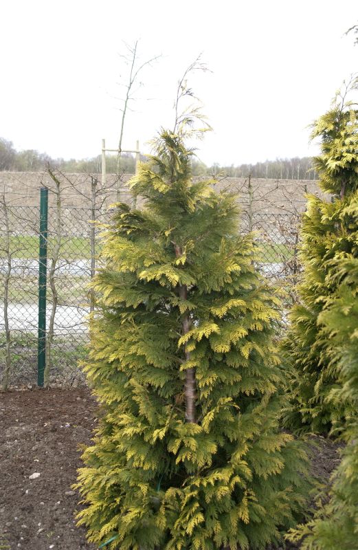 Chamaecyparis lawsoniana 'Kelleriis Gold' - Gelbe Gartenzypresse 'Kelleriis Gold'