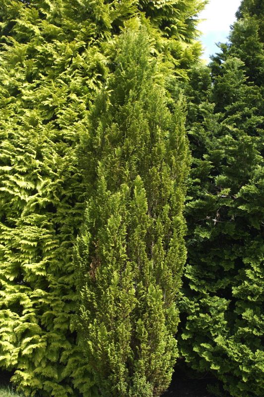 Chamaecyparis lawsoniana 'Ellwood's Gold' - Gelbe Kegelzypresse 'Ellwood's Gold'