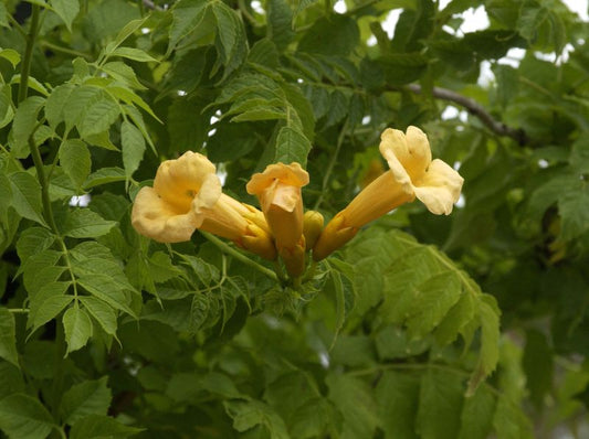 Campsis radicans 'Flava' - Gelbe Trompetenblume