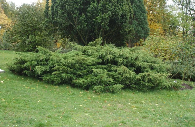 Juniperus media 'Pfitzeriana Aurea' - Gelber Pfitzerwacholder