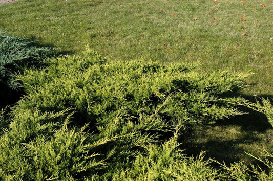 Juniperus media 'Old Gold' - Gelber Strauchwacholder 'Old Gold'