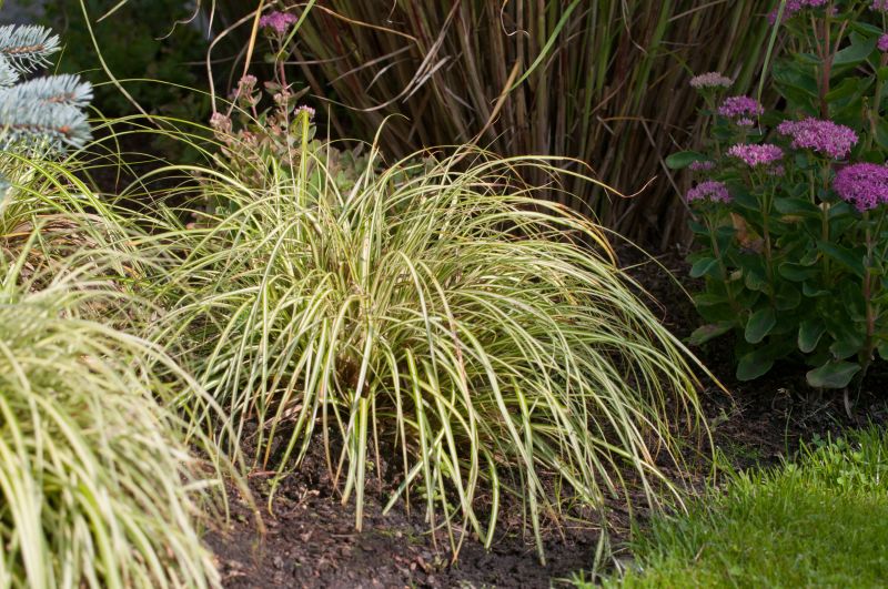Carex oshimensis 'Evergold' - Gelbgrüne Garten-Segge