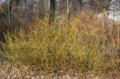 Cornus sericea 'Flaviramea' - Gelbholz-Hartriegel 'Flaviramea'