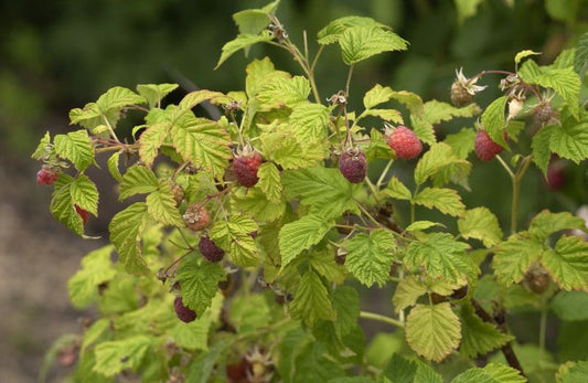 Rubus idaeus - Gemeine Himbeere