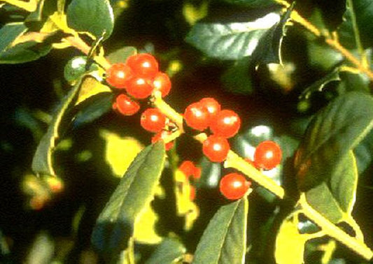Ilex aquifolium - Gemeine Stechpalme