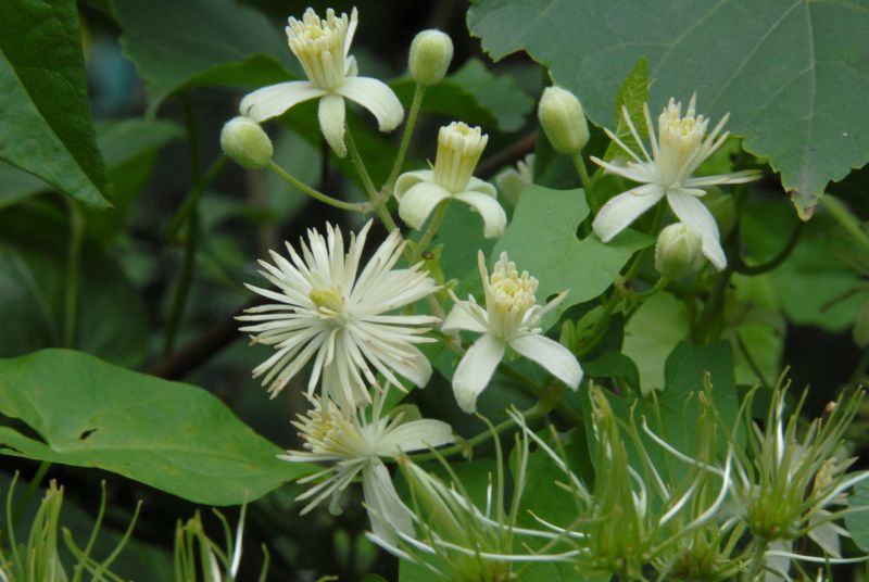 Clematis vitalba - Gemeine Waldrebe