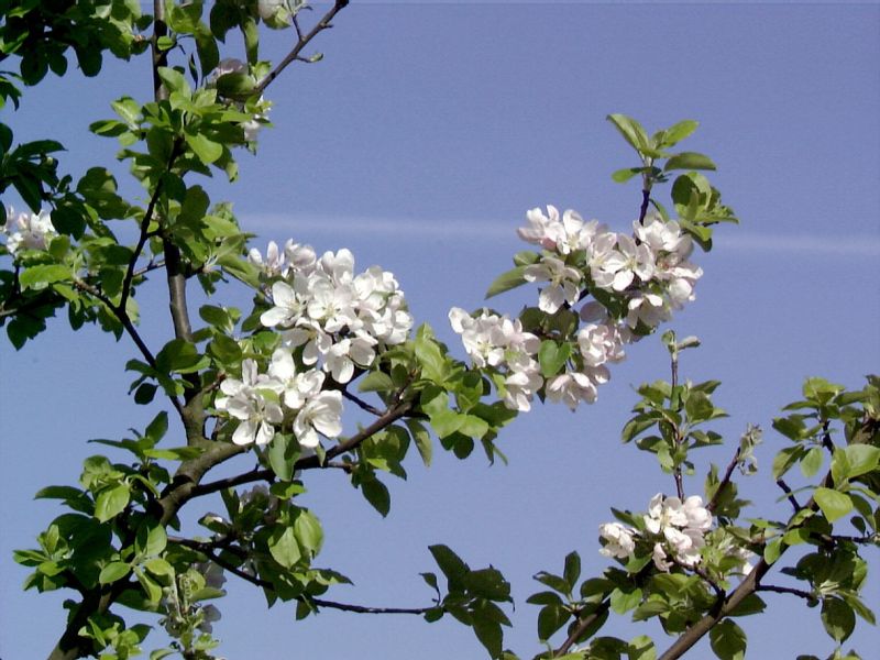 Malus sylvestris CAC - Gemeiner Apfel / Holzapfel / Wildapfel