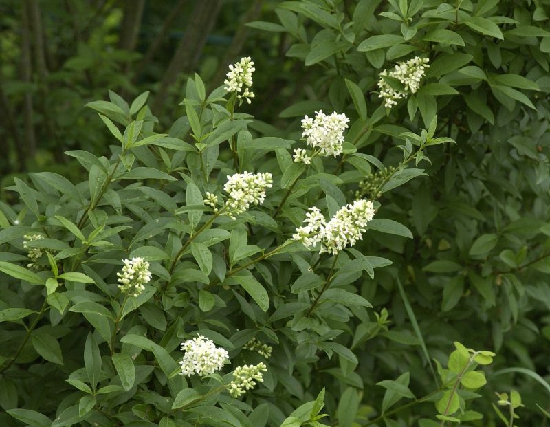 Ligustrum vulgare - Gemeiner Liguster