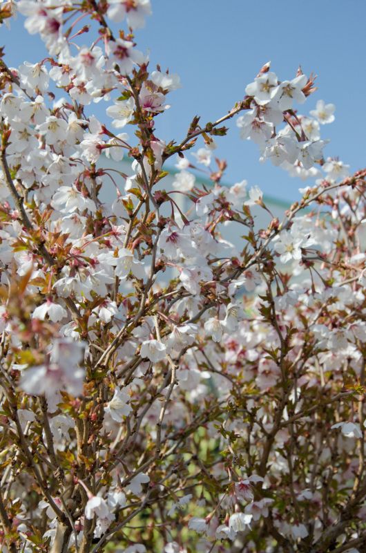 Prunus incisa 'Kojou-no-mai' CAC - Geschlitzte Kirsche 'Kojou-no-mai'