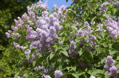 Syringa vulgaris VgU - Gewöhnlicher Flieder VgU