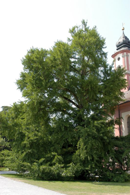 Ginkgo biloba - Ginkgobaum / Fächerblattbaum