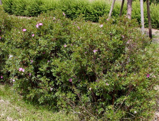 Rosa nitida - Glanzblättrige Rose