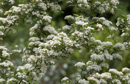 Photinia villosa - Glanzblattmispel