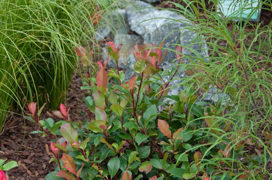 Photinia fraseri 'Little Red Robin' - Glanzmispel 'LIttle Red Robin'
