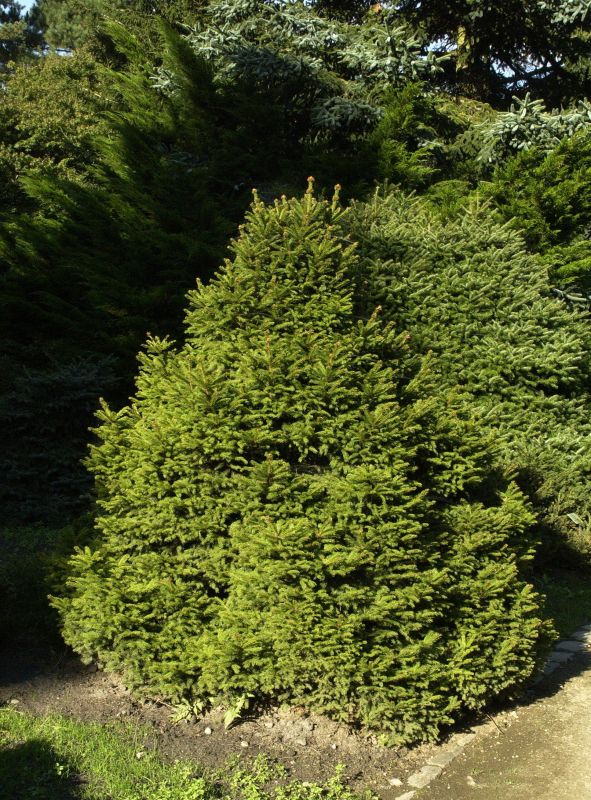 Picea abies 'Pygmaea' - Gnomenfichte