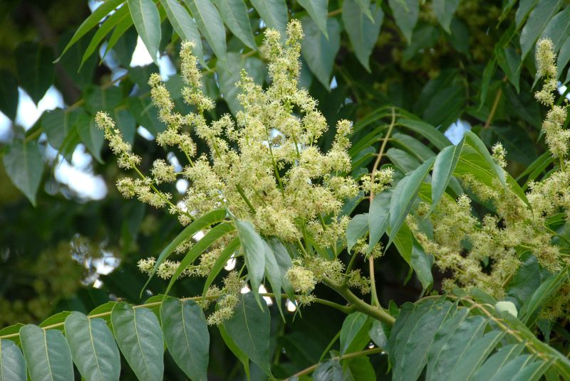 Ailanthus altissima - Götterbaum