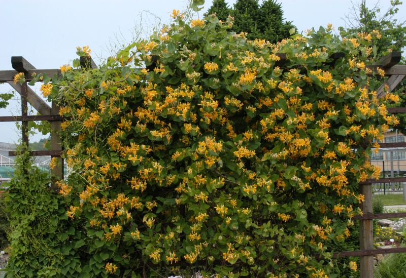 Lonicera tellmanniana - Gold-Geißschlinge