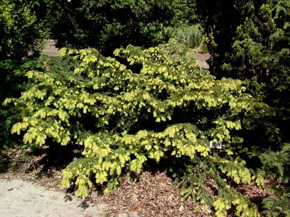 Taxus baccata 'Repandens Aurea' - Gold-Tafeleibe