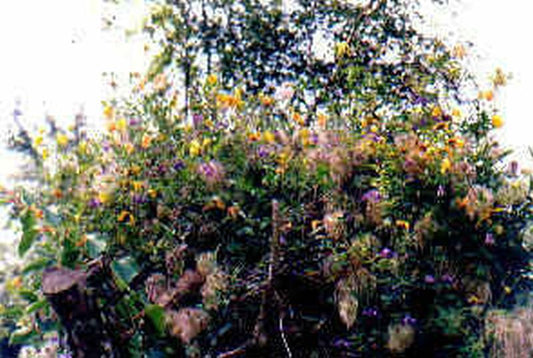 Clematis tangutica - Gold-Waldrebe