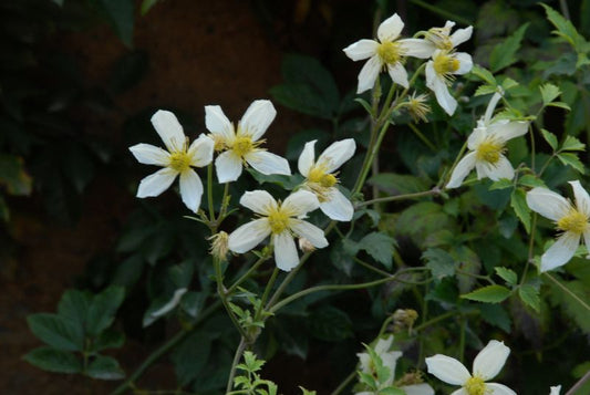 Clematis tangutica 'Anita' - Gold-Waldrebe 'Anita'