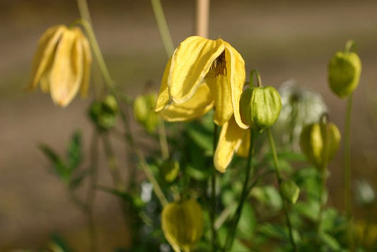 Clematis tangutica 'Aureolin' - Gold-Waldrebe 'Aureolin'