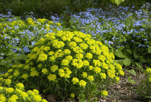 Euphorbia polychroma - Gold-Wolfsmilch