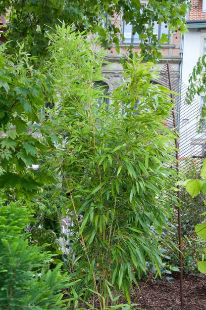 Phyllostachys aureosulcata - Golden gefurchter Bambus