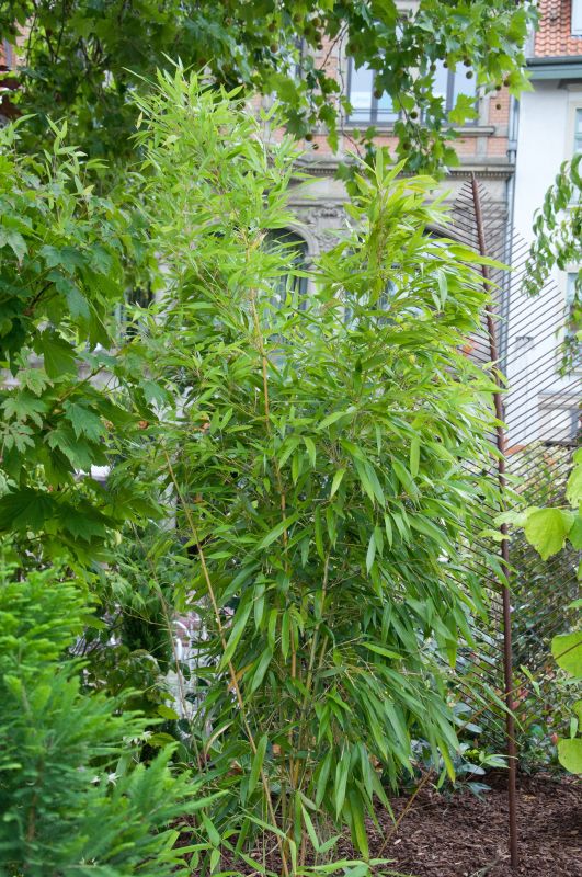 Phyllostachys aureosulcata - Golden gefurchter Bambus