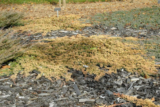 Juniperus horizontalis 'Golden Carpet' - Goldener Teppichwacholder