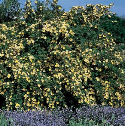 Rosa hugonis STR - Goldgelbe Rose