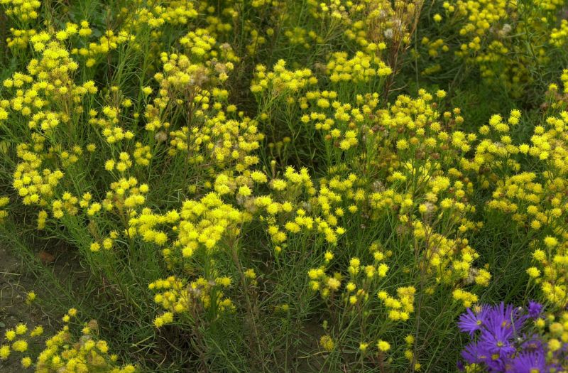 Aster linosyris - Goldhaar-Aster