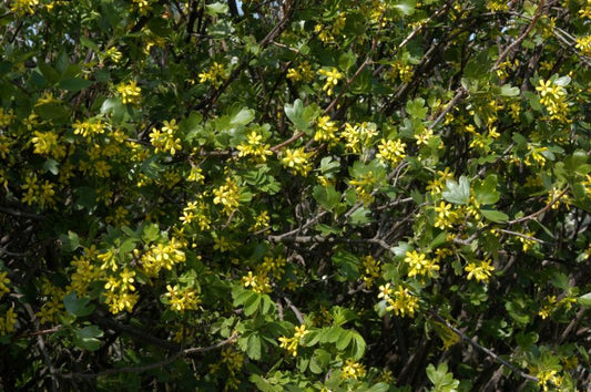 Ribes aureum - Goldjohannisbeere