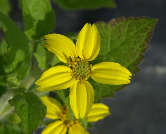 Chrysogonum virginianum - Goldkörbchen