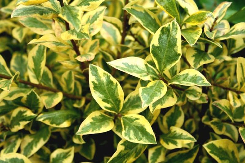 Ligustrum ovalifolium 'Aureum' - Goldliguster