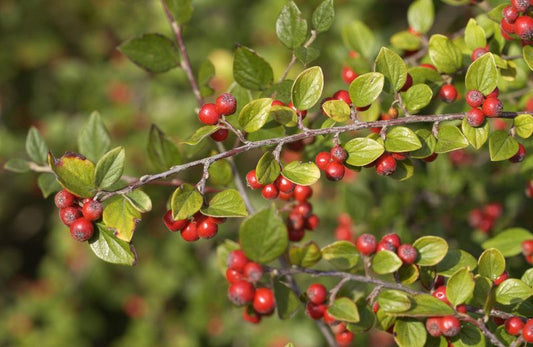 Cotoneaster dielsianus - Graue Strauchmispel