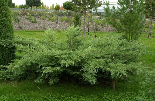 Juniperus media 'Hetzii' - Grauer Strauchwacholder