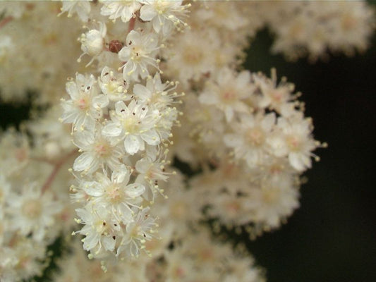 Holodiscus discolor ariifolius - Graugrüne Schaumspiere