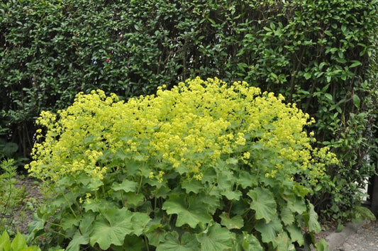 Alchemilla mollis - Großblättriger Frauenmantel