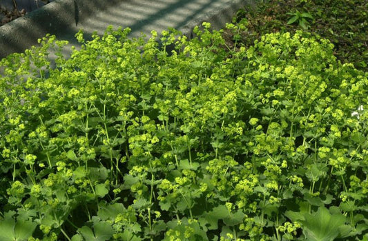 Alchemilla mollis 'Robustica' - Großblättriger Garten-Frauenmantel