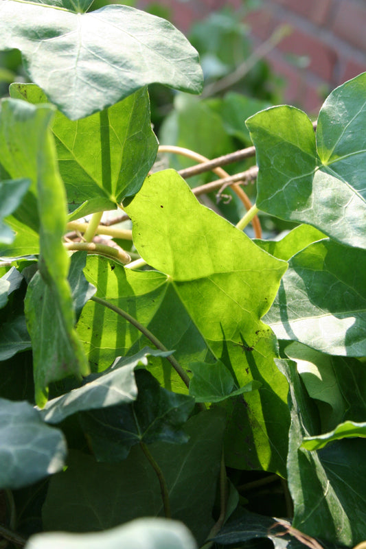 Hedera helix hibernica - Großblättriger irischer Efeu