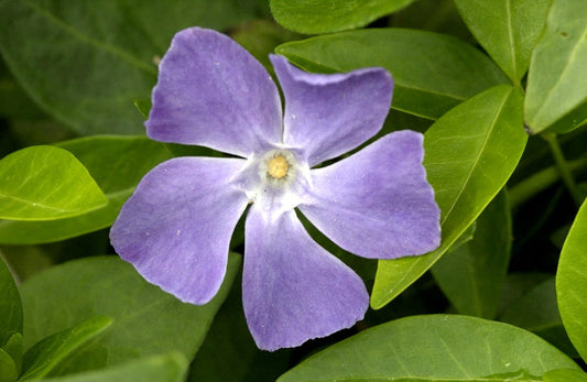 Vinca major - Großblättriges Immergrün