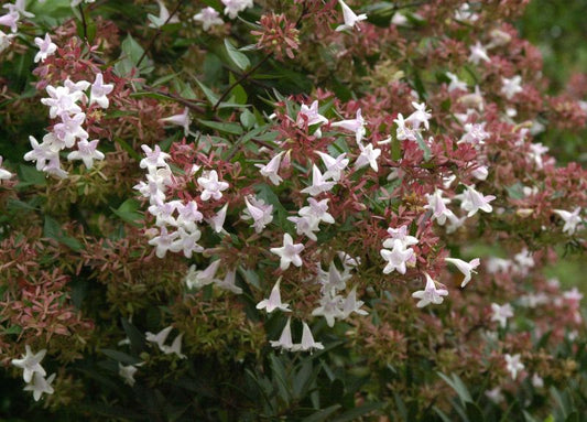 Abelia grandiflora - Großblütige Abelie