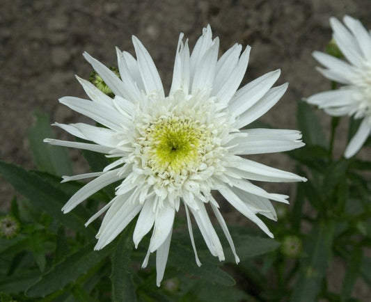 Leucanthemum x superb.'Christine Hagemann' - Großblumige Garten-Margerite Christine Hagemann