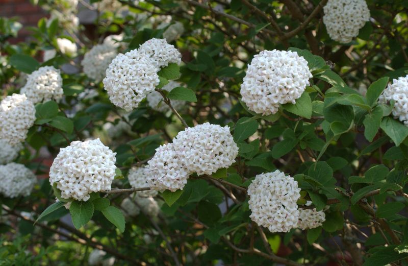 Viburnum carlcephalum - Großblumiger Schneeball